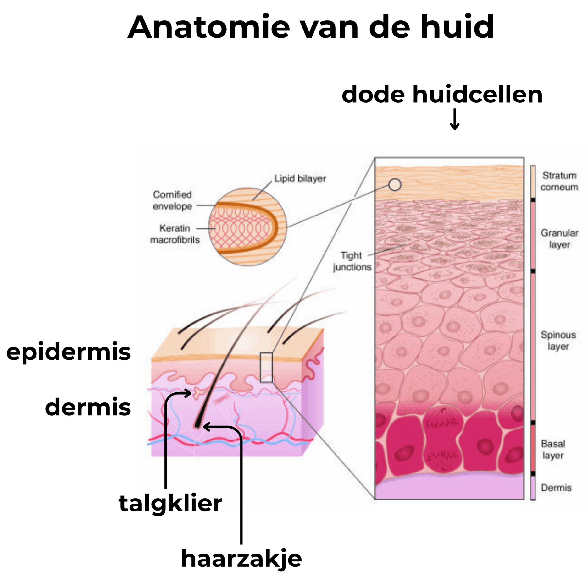 anatomie huid
