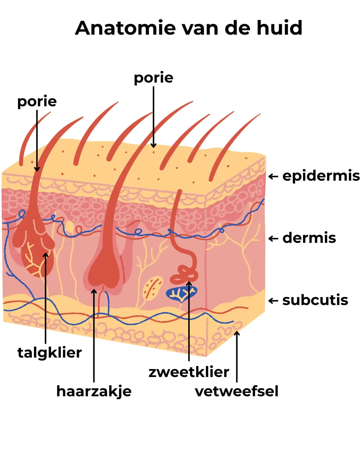 1.1 anatomie 2 2